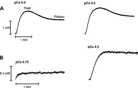 Representative Force Tracings Of The Contractile Response Of A