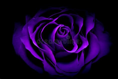 201,776 Purple Rose Stock Photos - Free & Royalty-Free Stock Photos from Dreamstime