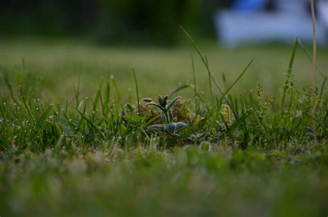 Free Images Water Nature Dew Plant Field Lawn Meadow Prairie Sunlight Leaf Flower