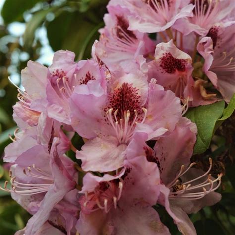 Rhododendron Ramapo Dwarf Rhododendron Ramapo In GardenTags Plant