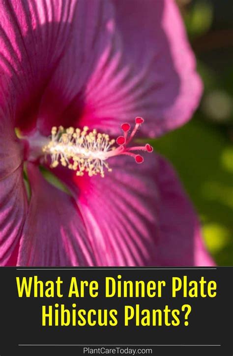 What Are Dinner Plate Hibiscus Plants