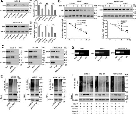 Correction For Long Non Coding Rna Pvt1 Encapsulated In Bone Marrow