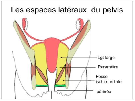 Parois du pelvis UE8 Spé Petit Bassin Tutorat Associatif Toulousain