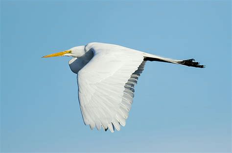A Large White Bird Flying Over A Lush Green Field Photo Outdoors