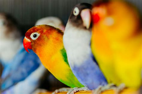 Blue and White Parakeet on Red Flooring · Free Stock Photo