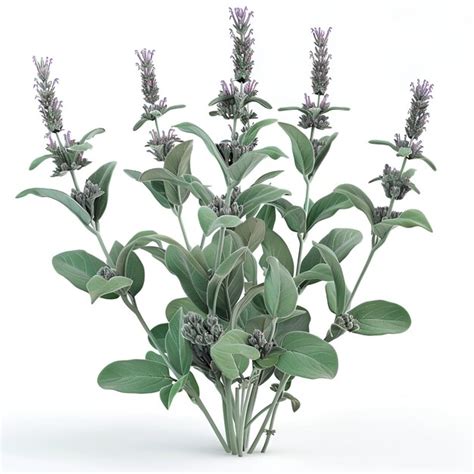 desert sage psd high quality  psd templates