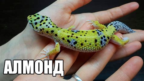 АЛМОНД ALMOND - YouTube