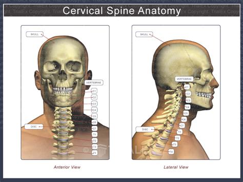 Anatomy Of The Cervical Spine Lateral View Trial Exhibits Inc Nbkomputer