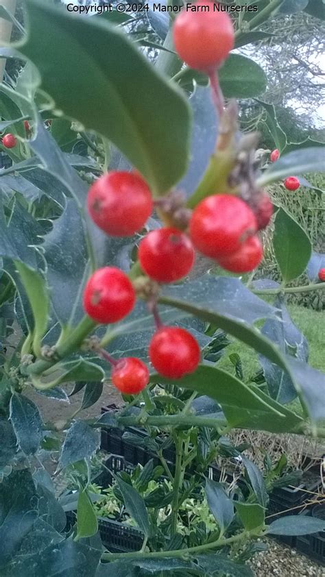 Ilex Aquifolium Alaska Manor Farm Nurseries