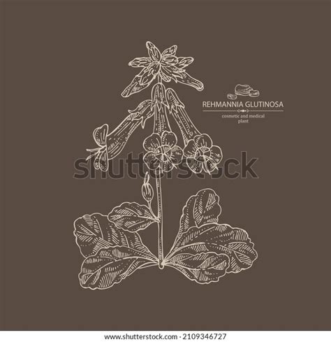 Background Rehmannia Glutinosa Rehmannia Plant Leaves Stock Vector ...