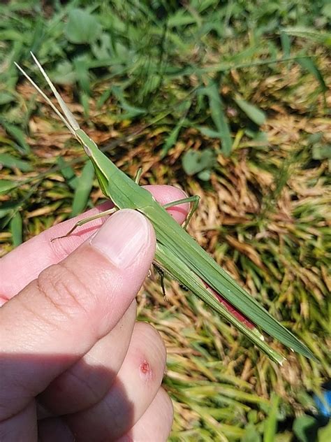 Oriental Longheaded Locust In July 2023 By Hoshi Mokyu INaturalist