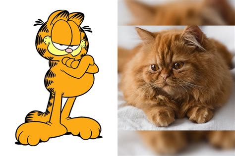 Qual A Raça Do Garfield - Descubra as Raças dos Pets dos Desenhos - LéloVet - Clínica Veterinária ...