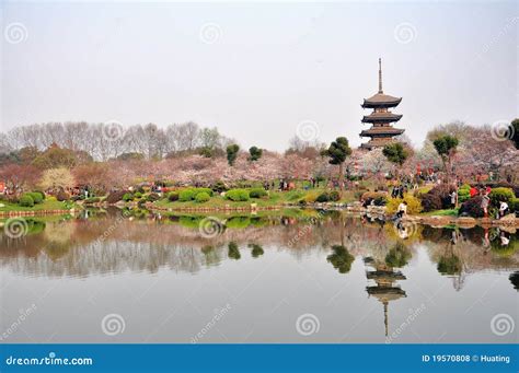 Wuhan,Cherry Blossom Garden Editorial Stock Photo - Image of foot ...