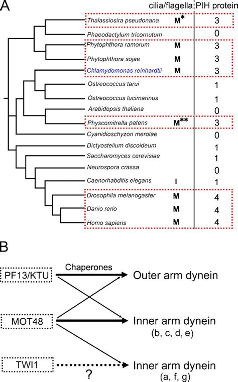 PIH Proteins Are Present In Organisms Having Motile Cilia And Flagella