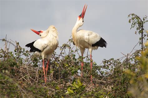 WHITE STORK – STORKS IN MOTION