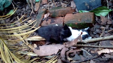 Gatos Bebe Peleando Con Musica De Linkin Park De Fondo Youtube