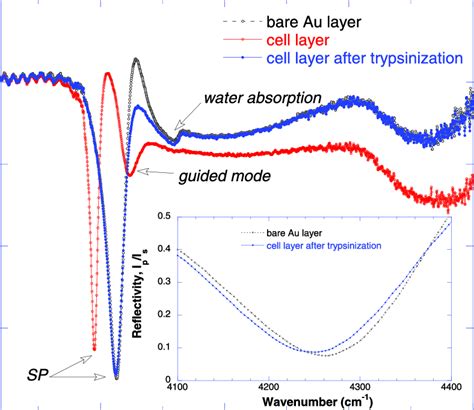 Infrared Reflectivity Spectra From The Layer Of Mdck Cells On Au Coated