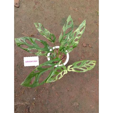 Jual Monstera Adansonii Variegata Lokal Tanaman Hias Janda Bolong