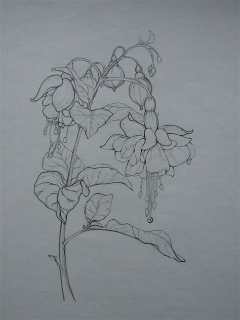 Pin by talina on رسم بسيط in 2024 Flower drawing Ink art Peony