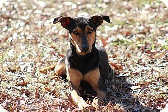 Glastonbury, CT - Whippet/Beagle Mix. Meet Bronco Billy a Dog for ...