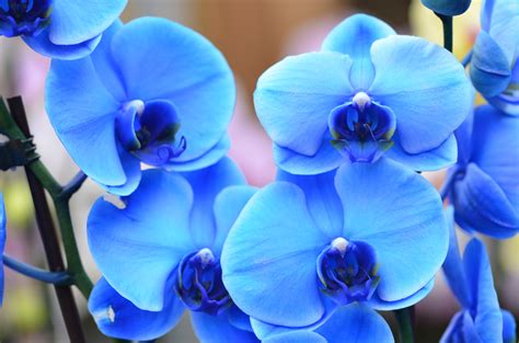 Blaue Orchidee Foto And Bild Spezial Natur Pflanzen Bilder Auf