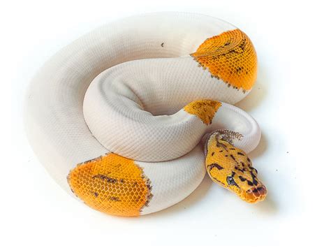 Morph List World Of Ball Pythons