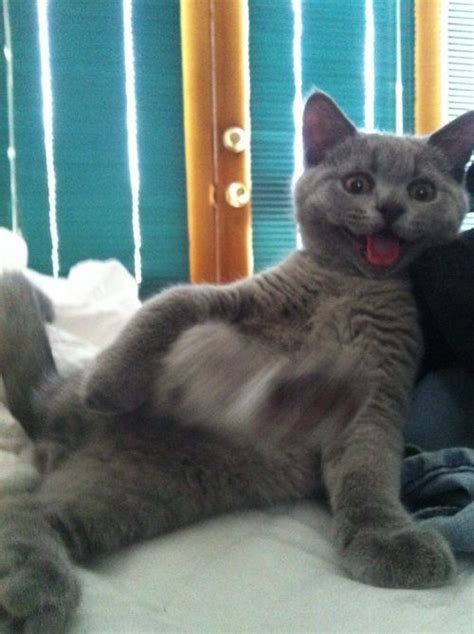 КОТОприколы / Питомцы