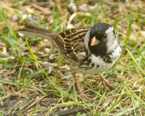 Prairie Nature: Harris's Sparrow: Migrating North