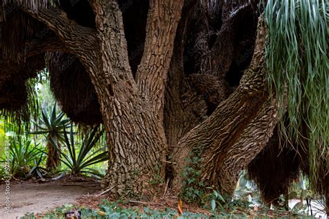 Nolina Longifolia Or Dracaenaceae Or Mexican Grass Tree Or Oaxacan