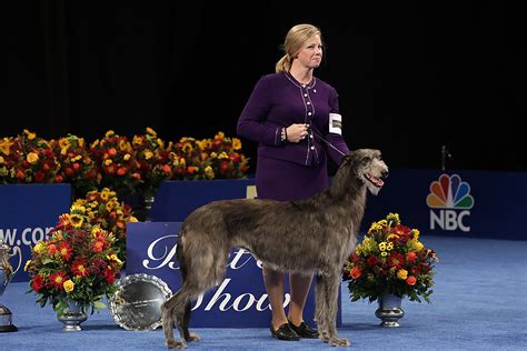 Best in Show winner at 2021 National Dog Show makes history