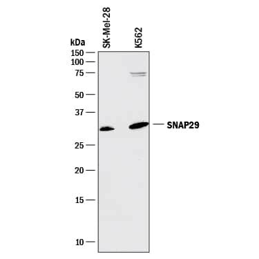 human snap antibody mab  systems