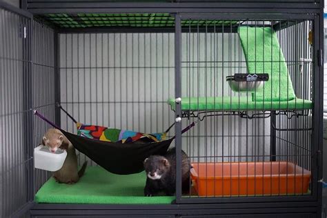 Клетки для хорьков (34 фото): какие нужны размеры? Как создать по ...