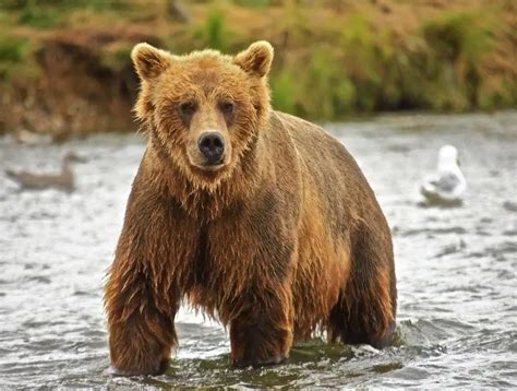 Welcher Bär Ist Der Größte Der Welt Wilde Tiere 2024