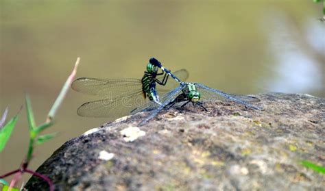 204 Dragonfly Sex Photos Free Royalty Free Stock Photos From Dreamstime