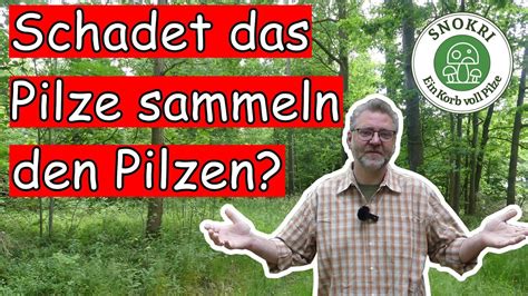 Pilze Sammeln Schadet Es Den Pilzen Pilze Special Youtube