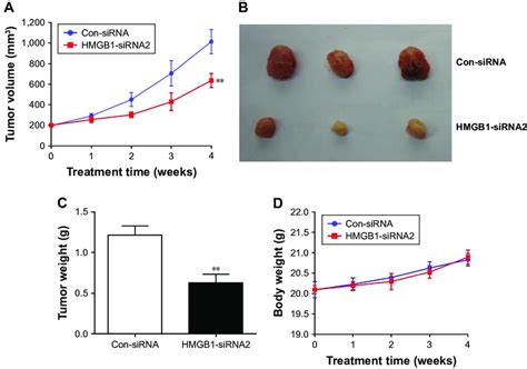 Hmgb1 Knockdown Inhibited Rcc Tumor Growth In Vivo Notes A The A498 Download Scientific