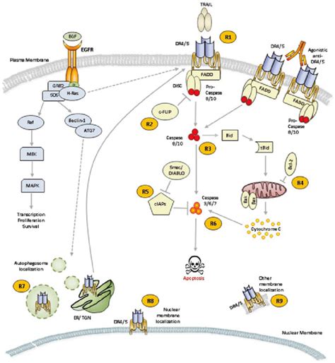 1 Checkpoints Of Trail Induced Apoptosis Signaling Pathway The Trail