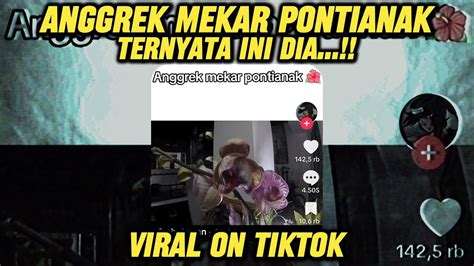 INI DIA STIKER WA ANGGREK MEKAR PONTIANAK YANG LAGI VIRAL DI TIKTOK