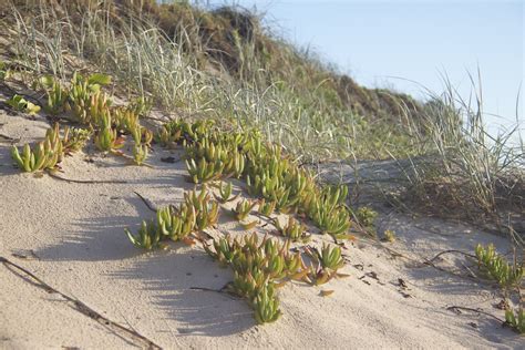 Pig Face Carpobrotus Glaucescens Noosa Coastcare