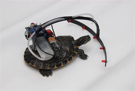 Are Animal Cyborgs The Future Of Robotics Science Museum Blog