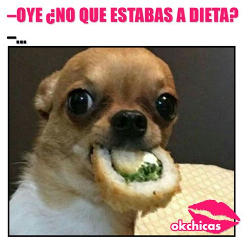 20 Memes De Perros Que Te Harán Llorar De La Risa