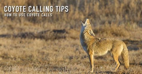 Coyote Calling Tips Hunting Predator Hunting Coyote Trapping