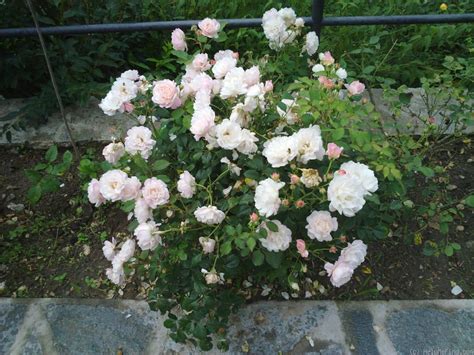 Gruss An Aachen Rose