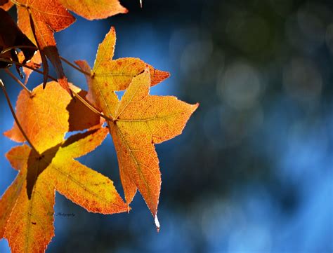 Sunlight Leaves Nature Red Plants Photography Macro Branch