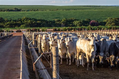 Artigos Como lidar os desafios do confinamento Ourofino Saúde