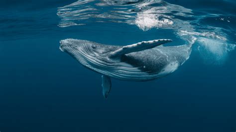 Blue Whale Songs Indicate a Population Resurgence at Antarctic ...