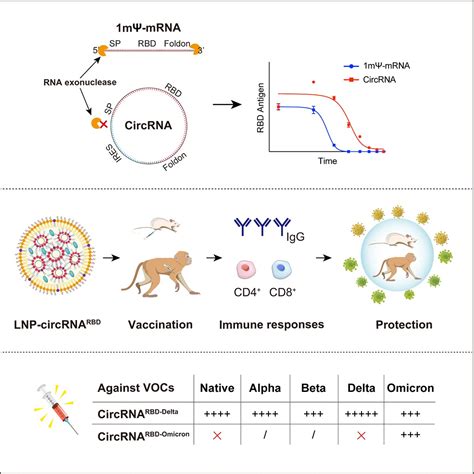 Cell 魏文胜课题组报道环状rna技术平台以及据此开发的新型抗新冠病毒疫苗 Biopic网站中文版