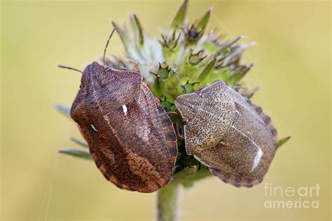 Tortoise Shieldbug Photograph By Heath Mcdonald Science Photo Library