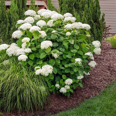 Annabelle Hydrangeas For Sale