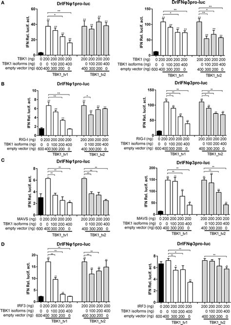 Frontiers Tank Binding Kinase 1 Tbk1 Isoforms Negatively Regulate